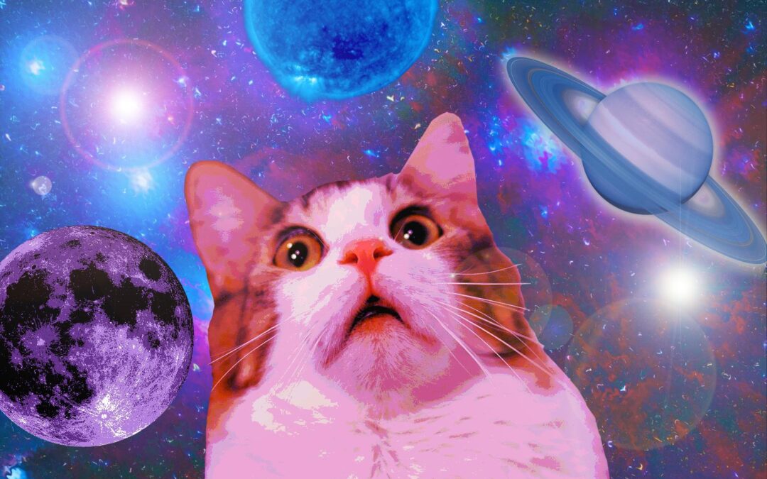 Space Cats HD Wallpaper 78 images